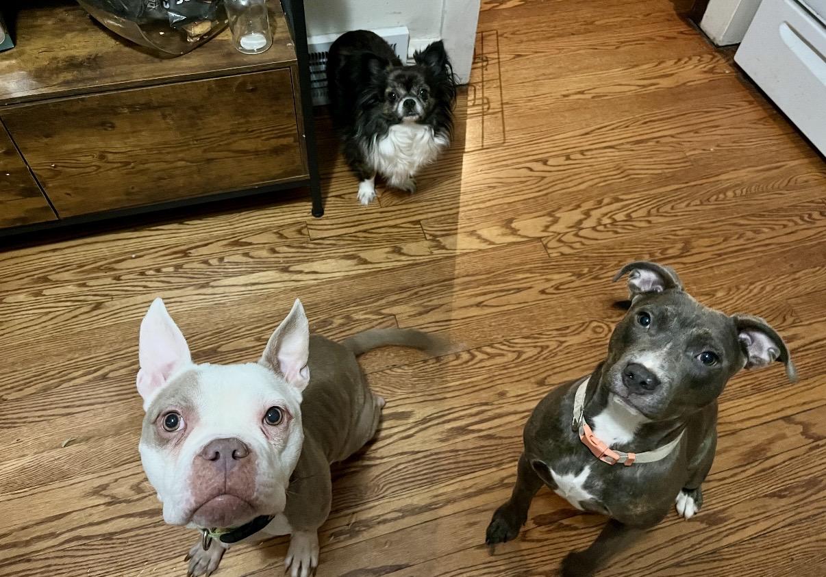 Enlarge Bunny, an adopted mixed breed in Cleveland, OH image 5/5