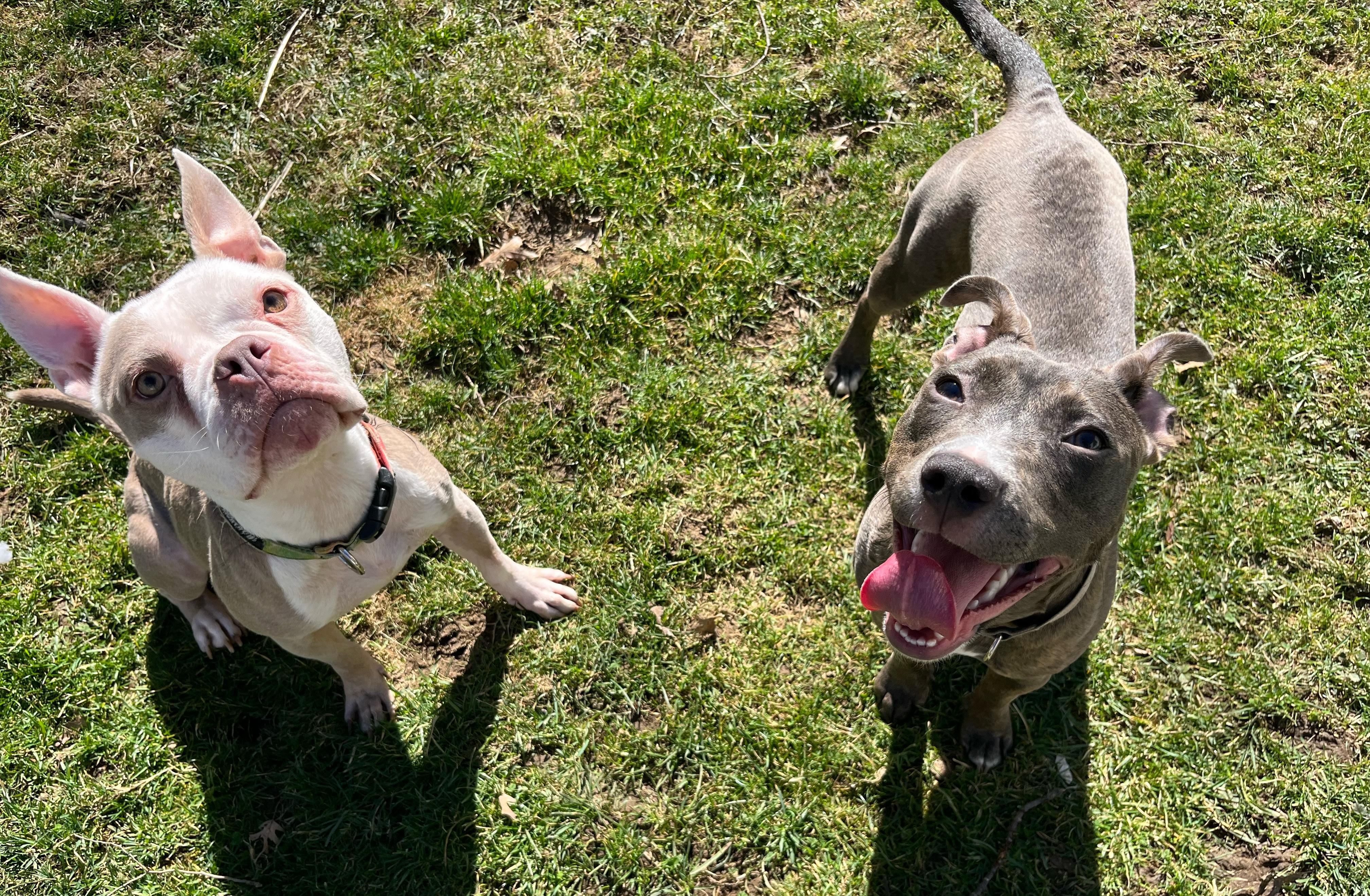 Enlarge Bunny, an adopted mixed breed in Cleveland, OH image 3/5