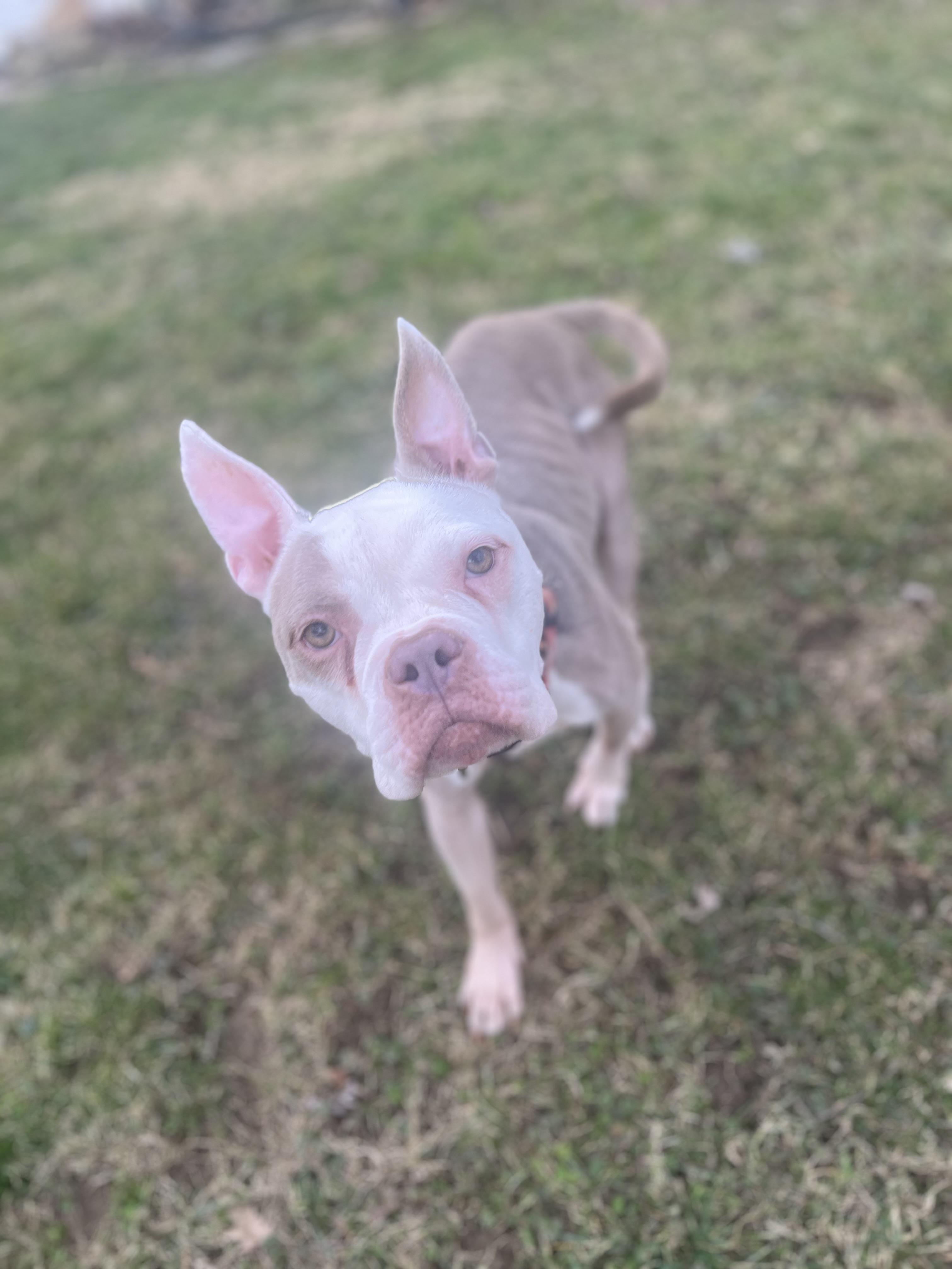 Enlarge Bunny, an adopted mixed breed in Cleveland, OH image 2/5