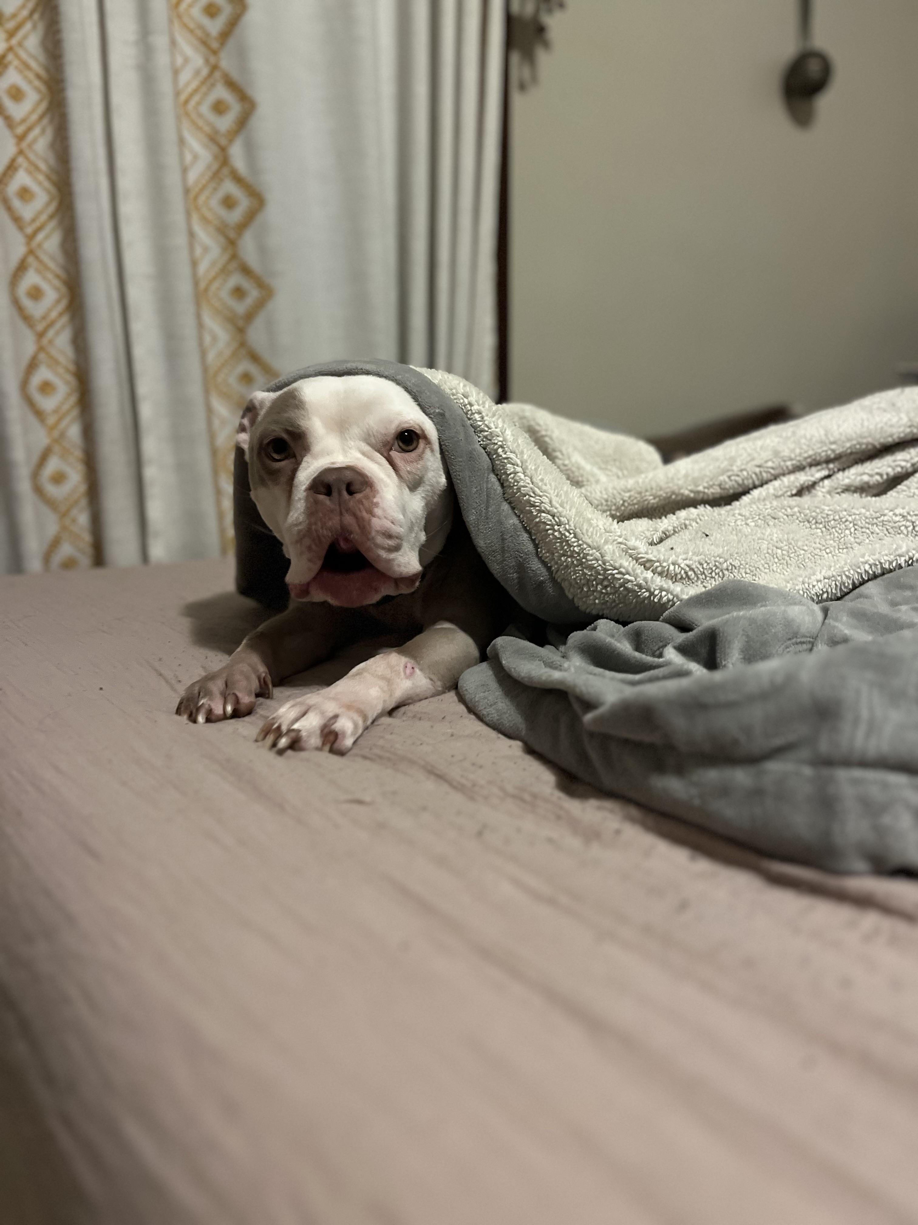 Enlarge Bunny, an adopted mixed breed in Cleveland, OH image 4/5