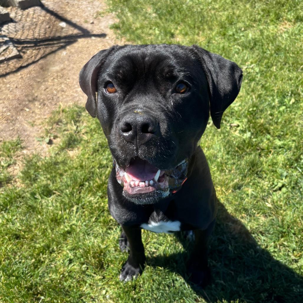 Enlarge Freddie, a Adoptable mixed breed in Brookfield, WI image 5/6