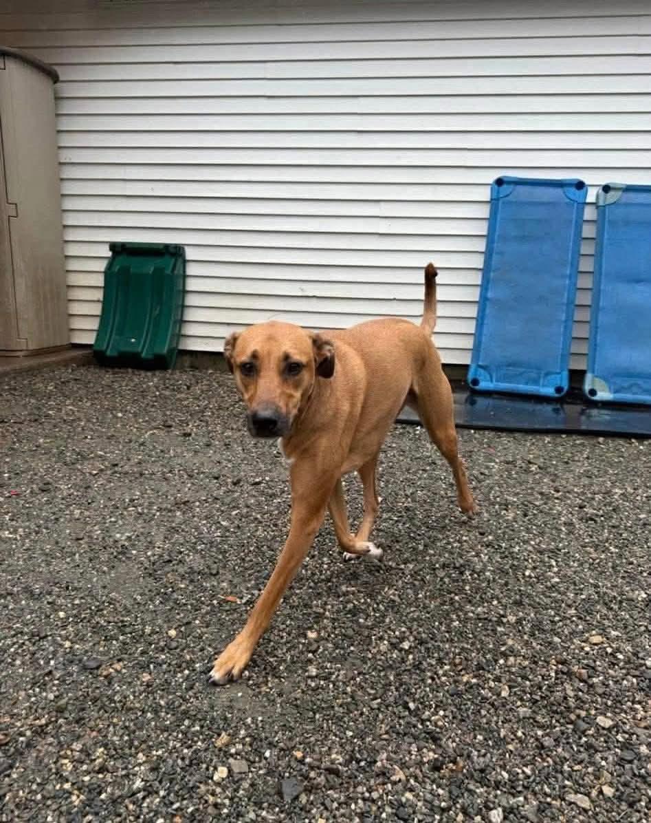 Enlarge Lucy, a ADOPTABLE mixed breed in Griswold, CT image 3/3