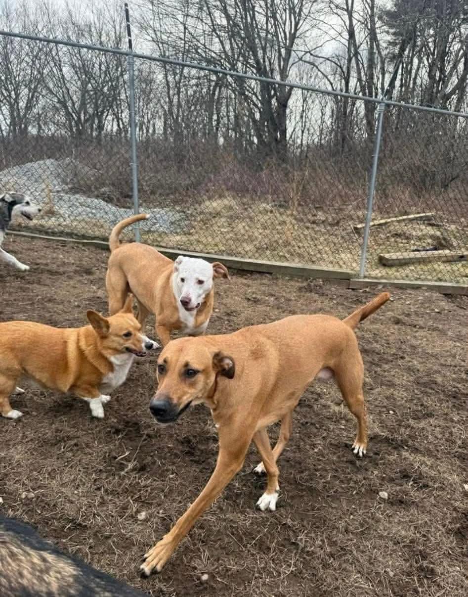 Enlarge Lucy, a ADOPTABLE mixed breed in Griswold, CT image 2/3