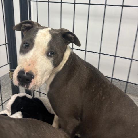 Rosie, Adoptable, Young Female Terrier & Mixed Breed.