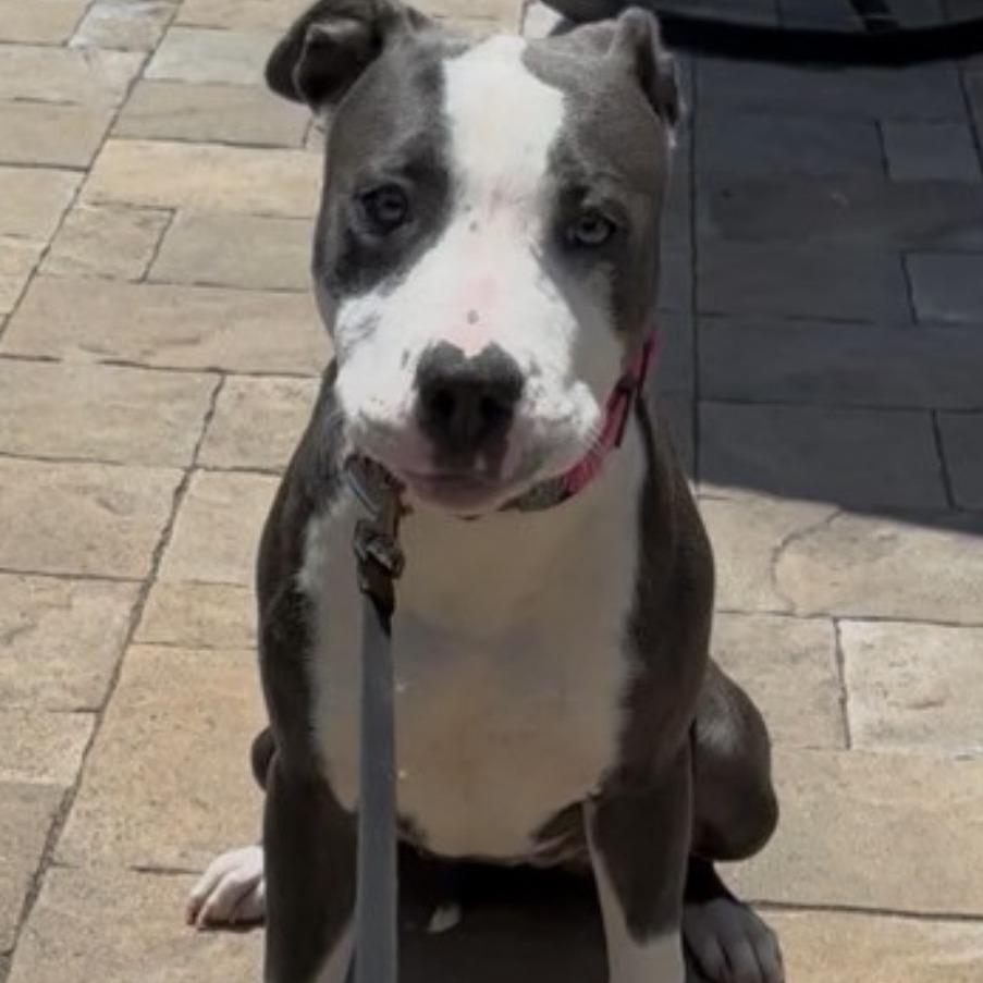 Rosie, a Adoptable mixed breed in Mooresville, NC image 2/4