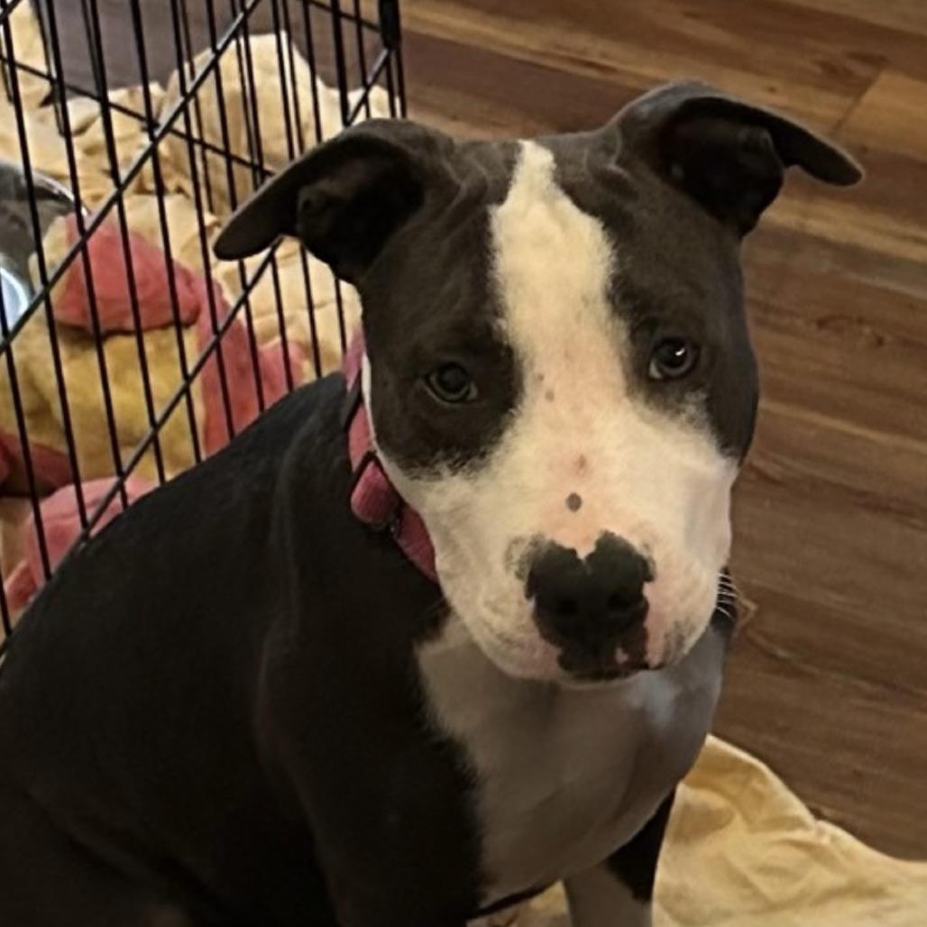 Rosie, a Adoptable mixed breed in Mooresville, NC image 3/4