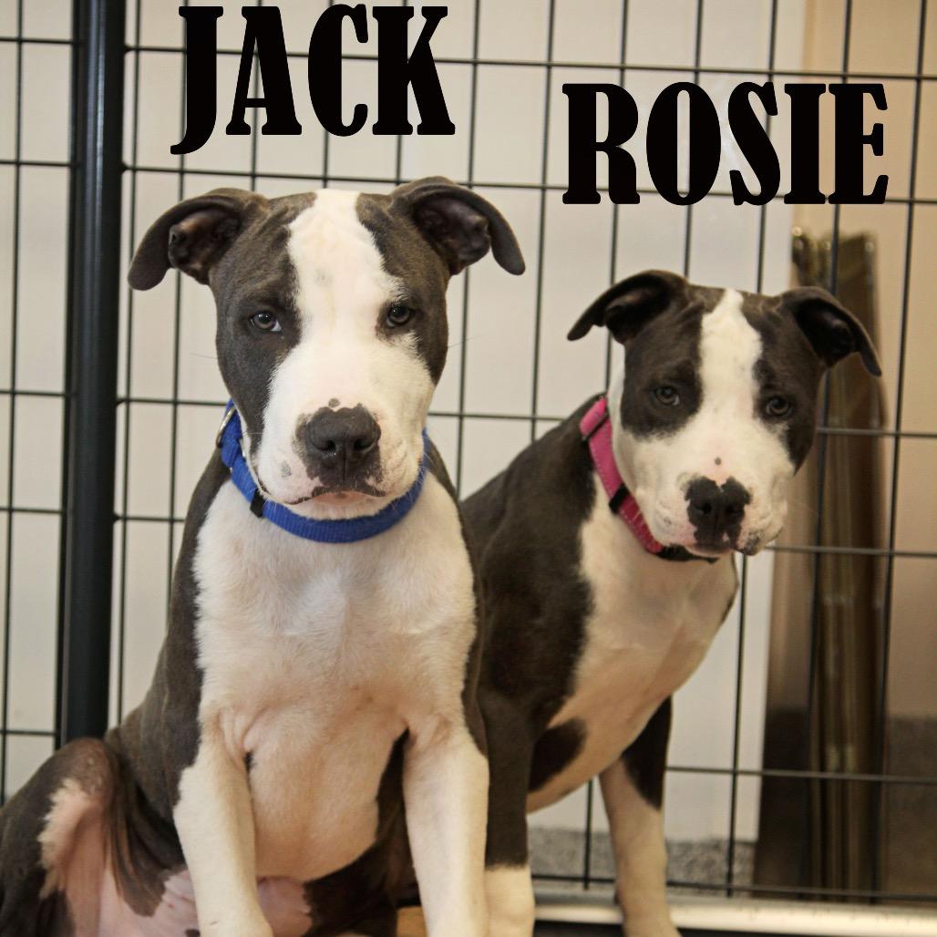 Rosie, a Adoptable mixed breed in Mooresville, NC image 4/4