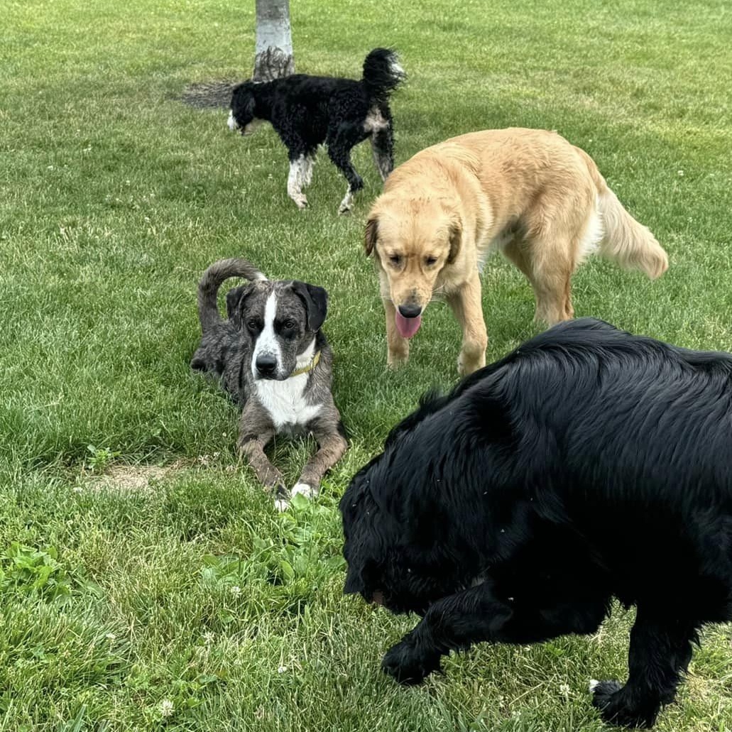 Enlarge Merle, a Adoptable Hound in South Charleston, OH image 4/6