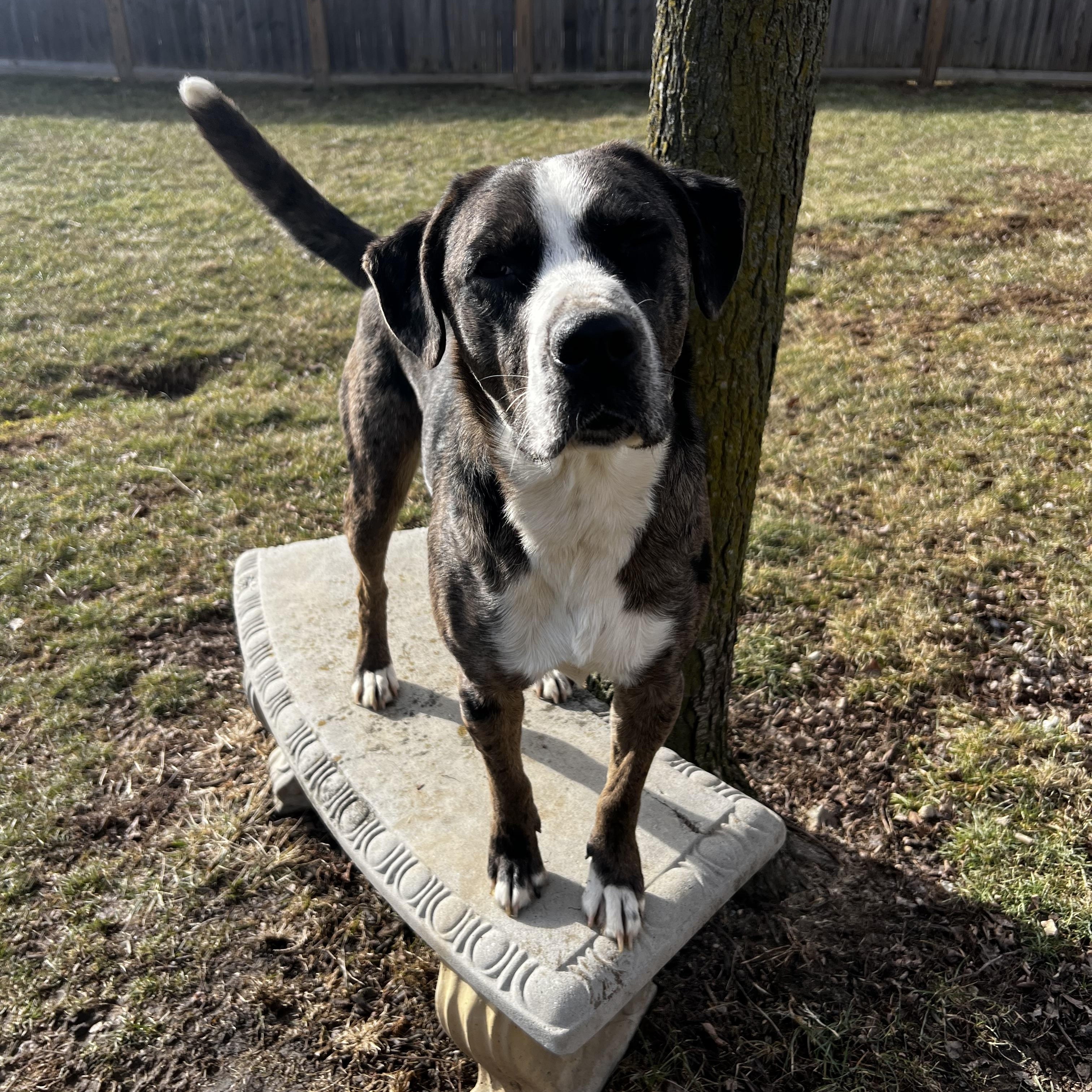 Enlarge Merle, a Adoptable Hound in South Charleston, OH image 2/6