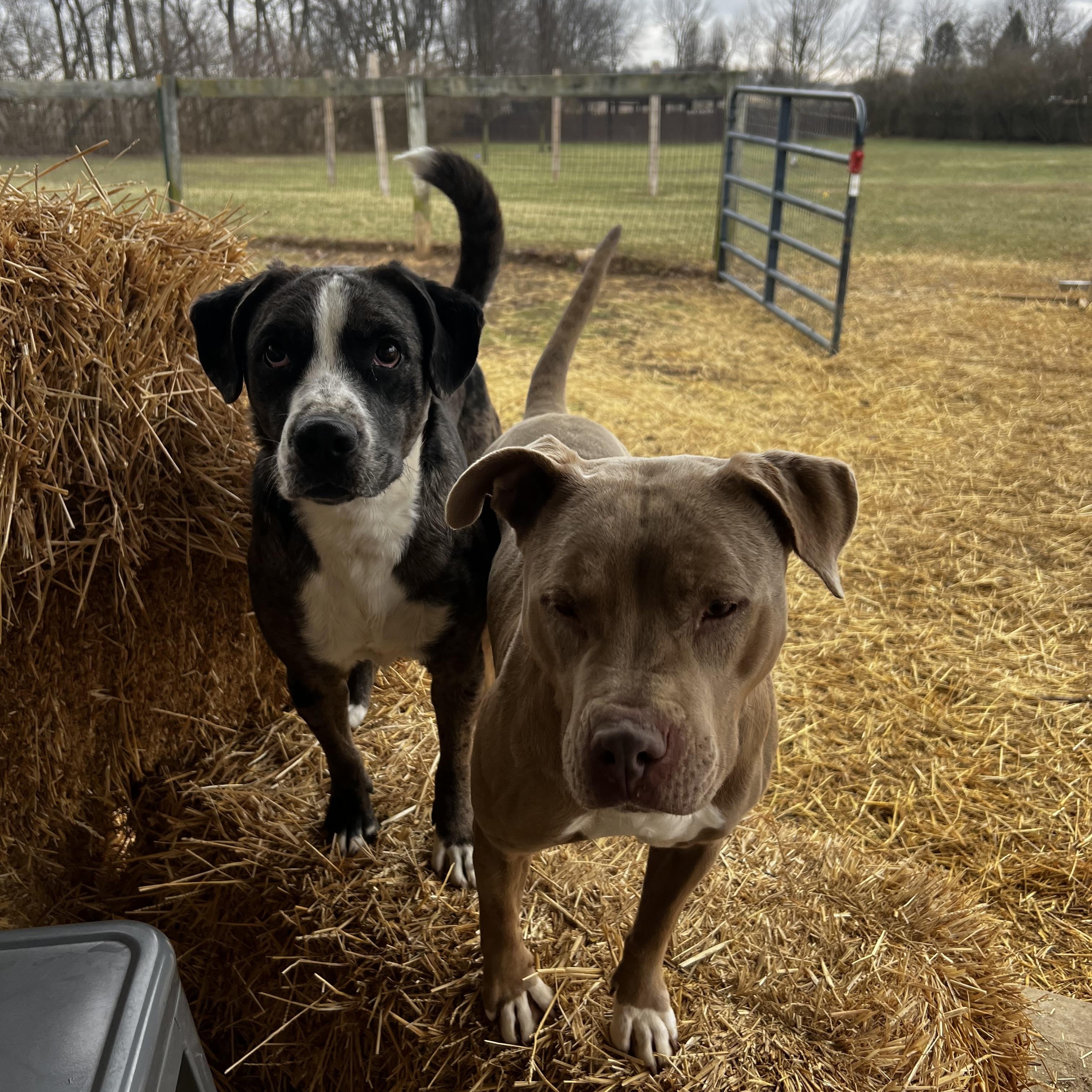 Enlarge Merle, a Adoptable Hound in South Charleston, OH image 6/6