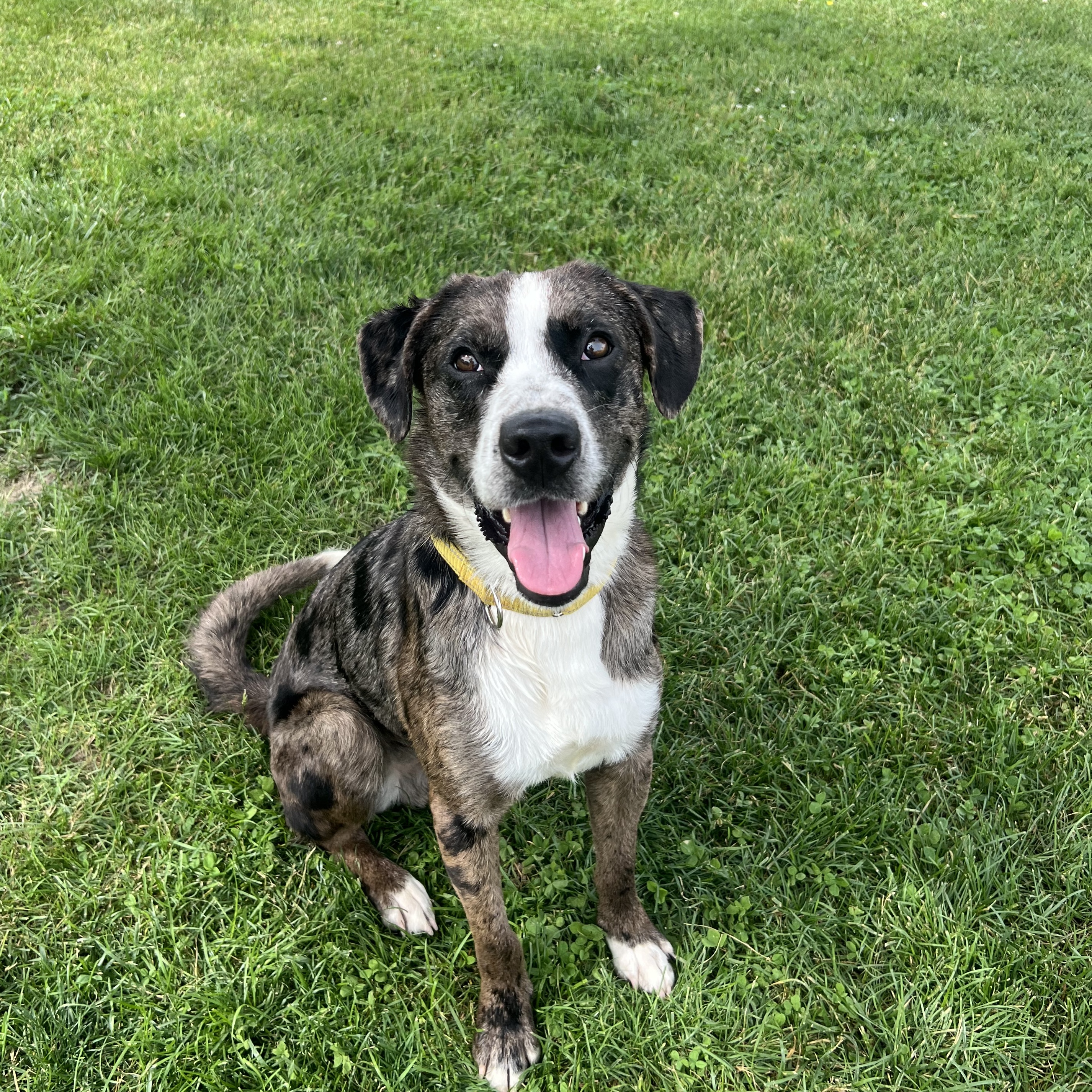 Enlarge Merle, a Adoptable Hound in South Charleston, OH image 1/6