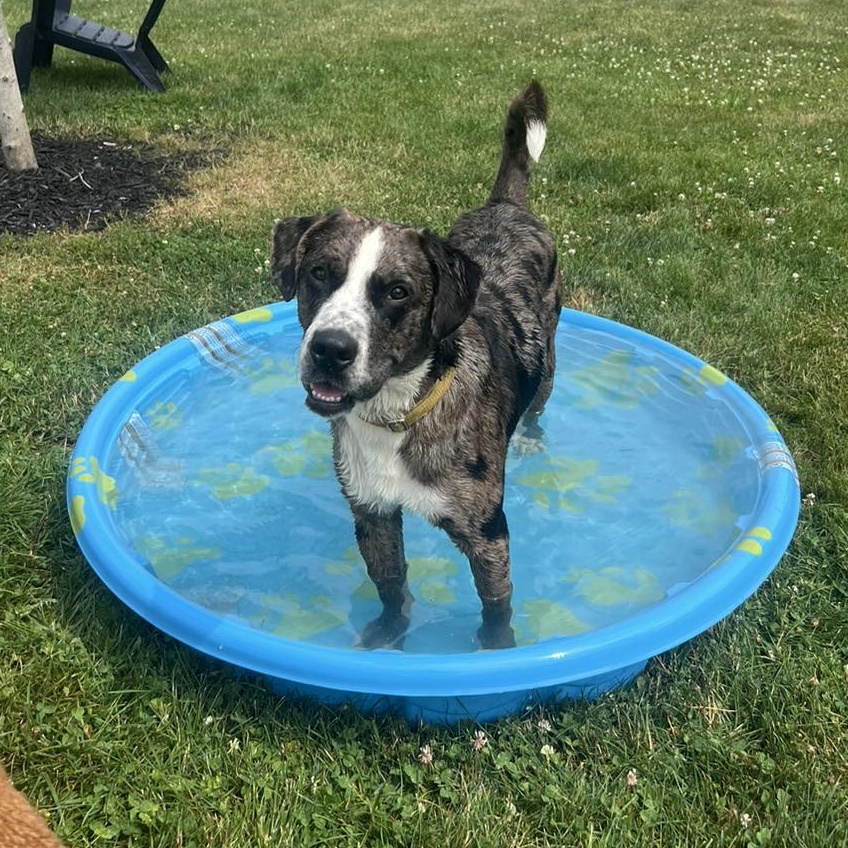 Enlarge Merle, a Adoptable Hound in South Charleston, OH image 3/6
