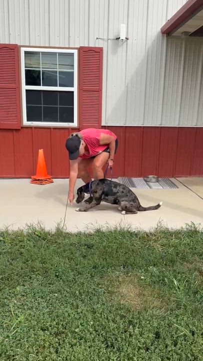 Enlarge Merle, a Adoptable Hound in South Charleston, OH video 5/6