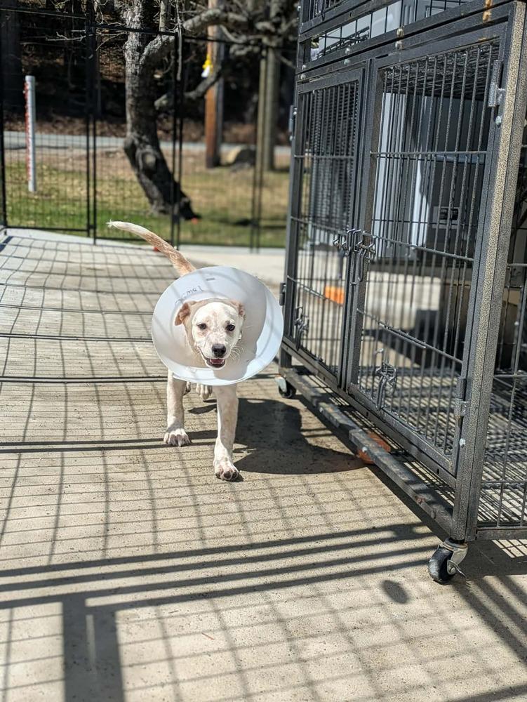 Jewel (AVAILABLE 4/7), a Adoptable mixed breed in Leverett, MA image 2/5