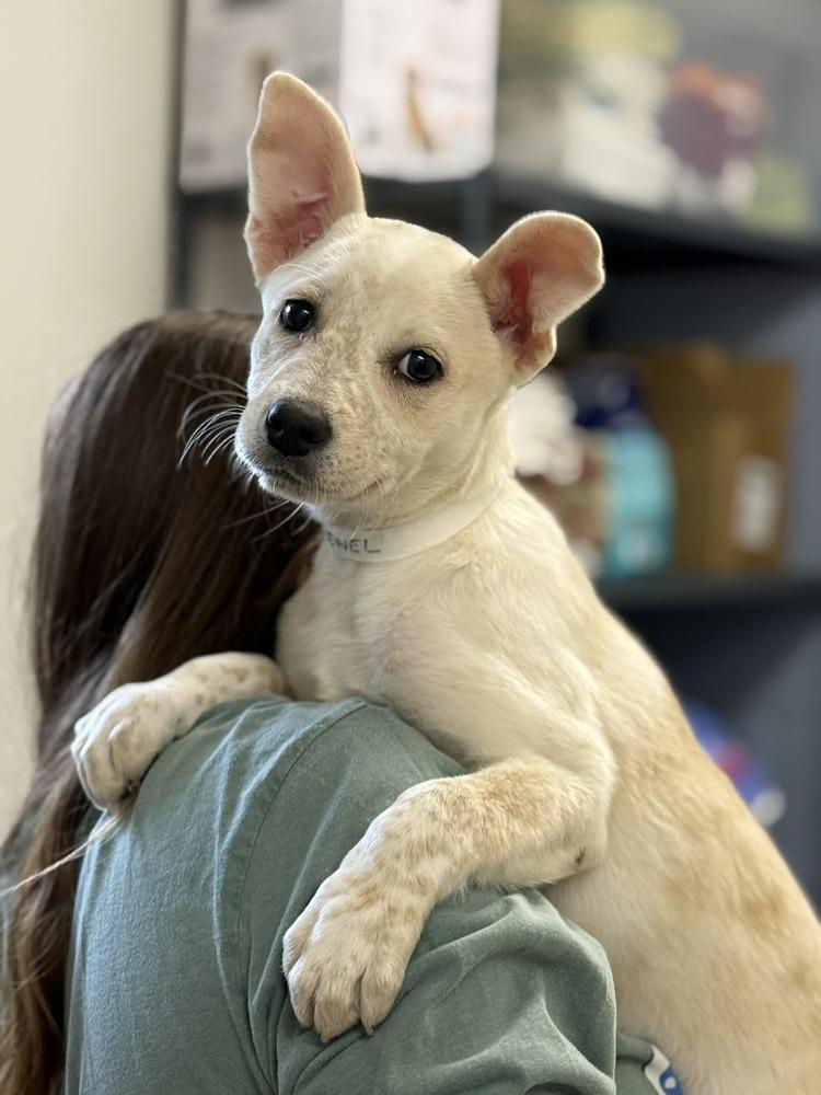 Jewel (AVAILABLE 4/7), a Adoptable mixed breed in Leverett, MA image 5/5