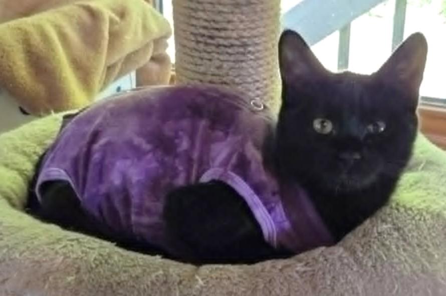 Enlarge Gemelli, a ADOPTABLE Domestic Short Hair in Chertsey, QC image 6/6