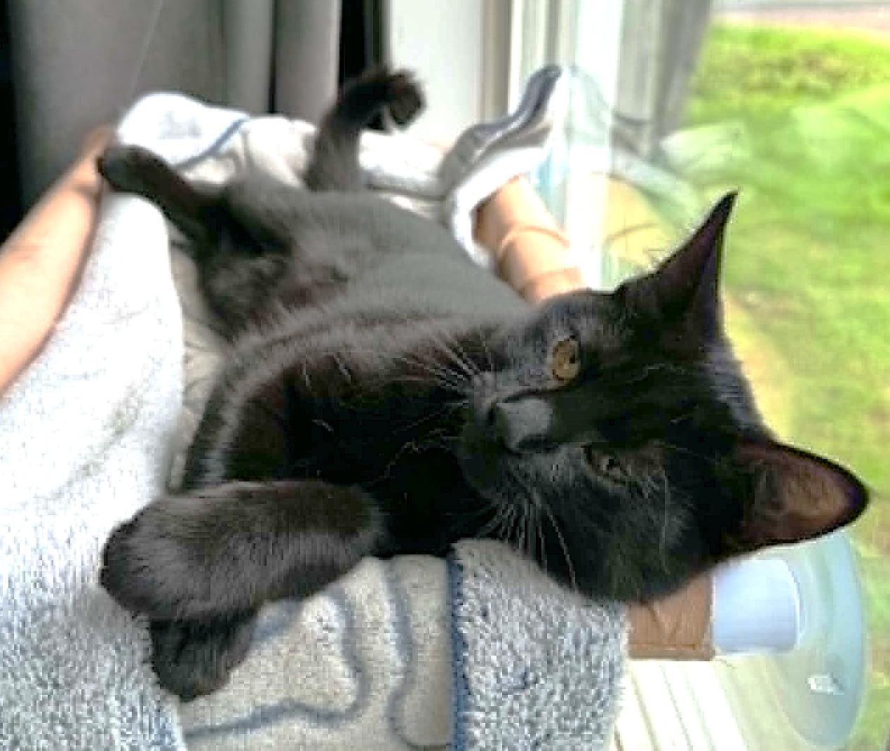 Enlarge Gemelli, a ADOPTABLE Domestic Short Hair in Chertsey, QC image 5/6