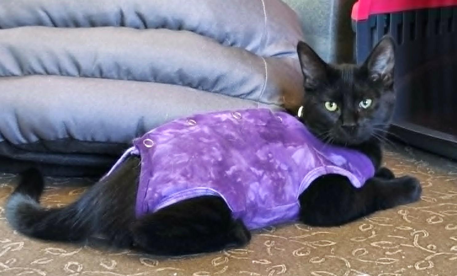 Enlarge Gemelli, a ADOPTABLE Domestic Short Hair in Chertsey, QC image 2/6