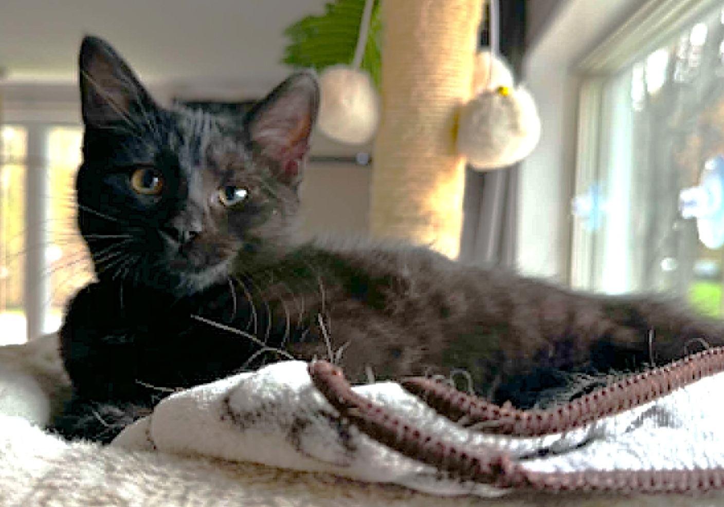 Enlarge Gemelli, a ADOPTABLE Domestic Short Hair in Chertsey, QC image 4/6