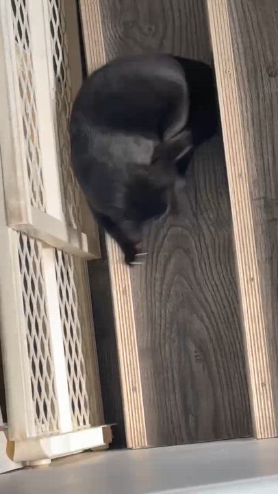 Enlarge Gemelli, a ADOPTABLE Domestic Short Hair in Chertsey, QC video 3/6