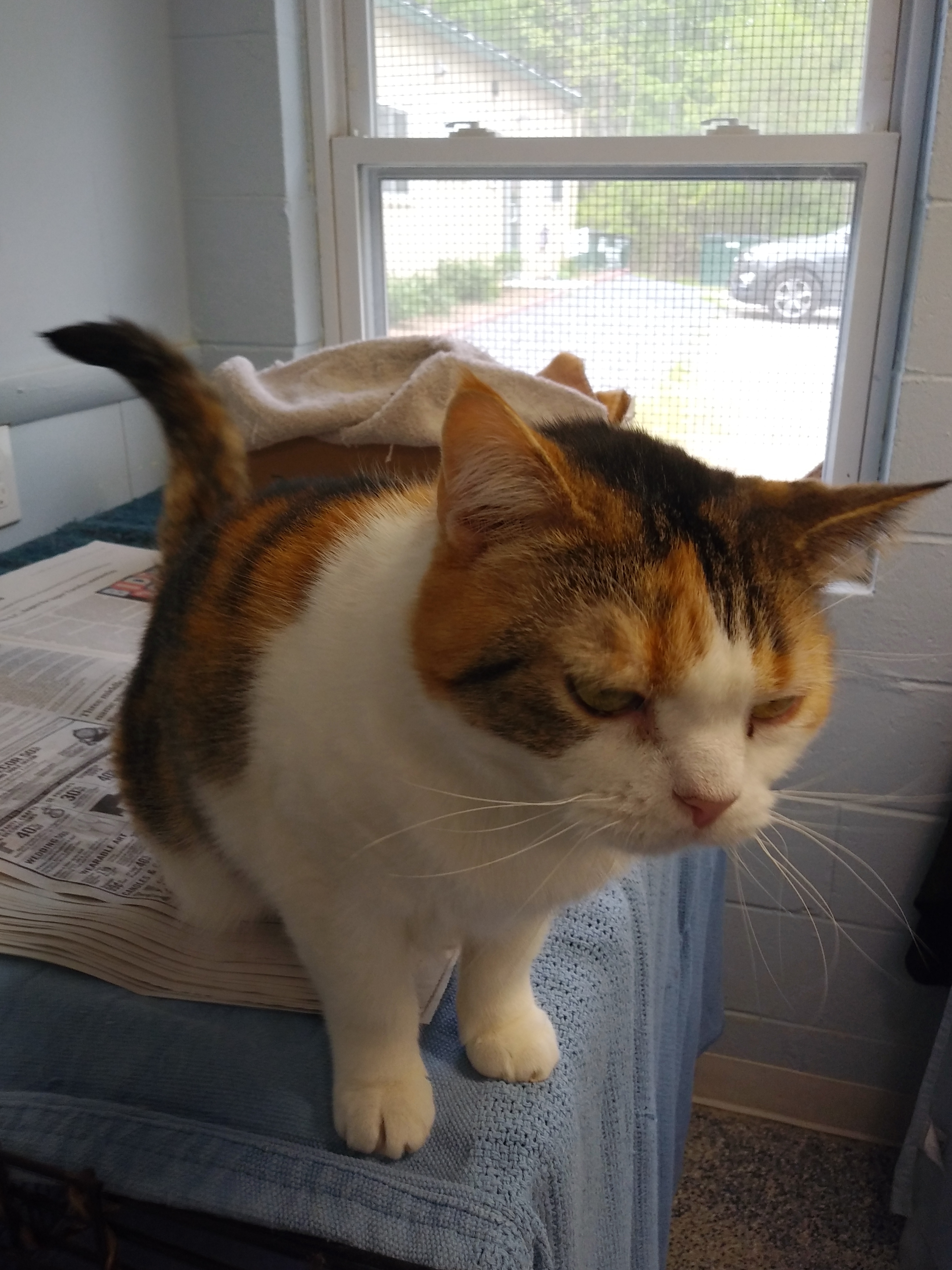 Missy, Senior Female unknown