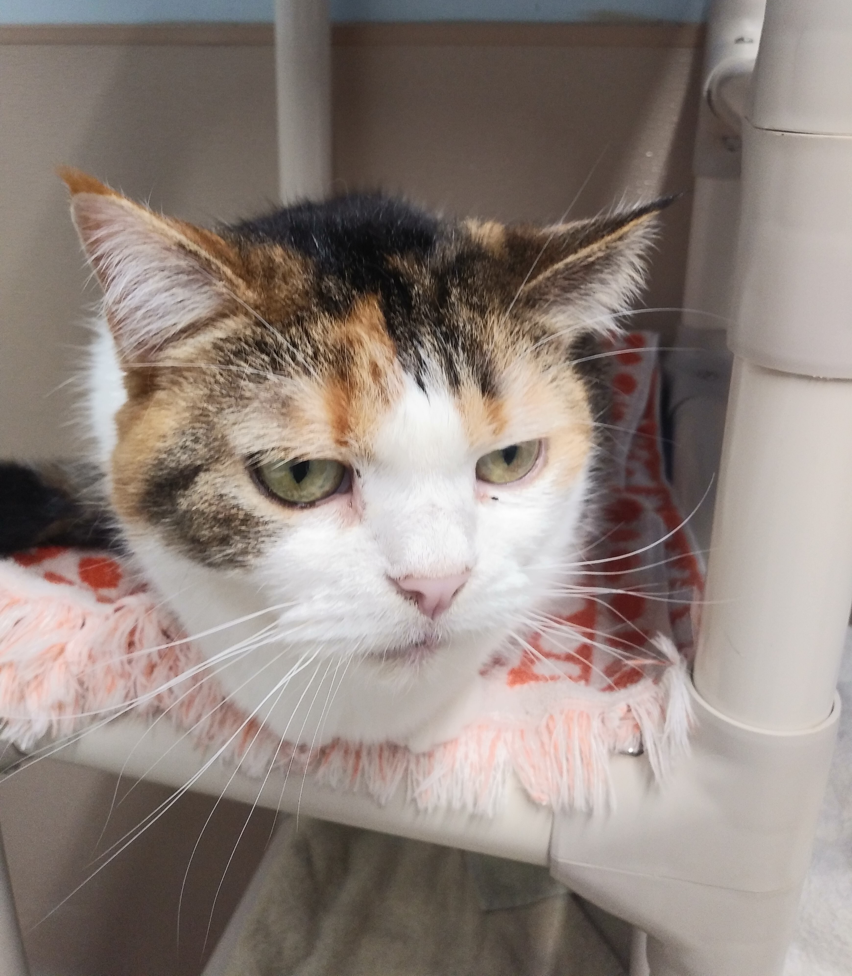 Missy, a Adoptable mixed breed in Carneys Point, NJ image 2/4