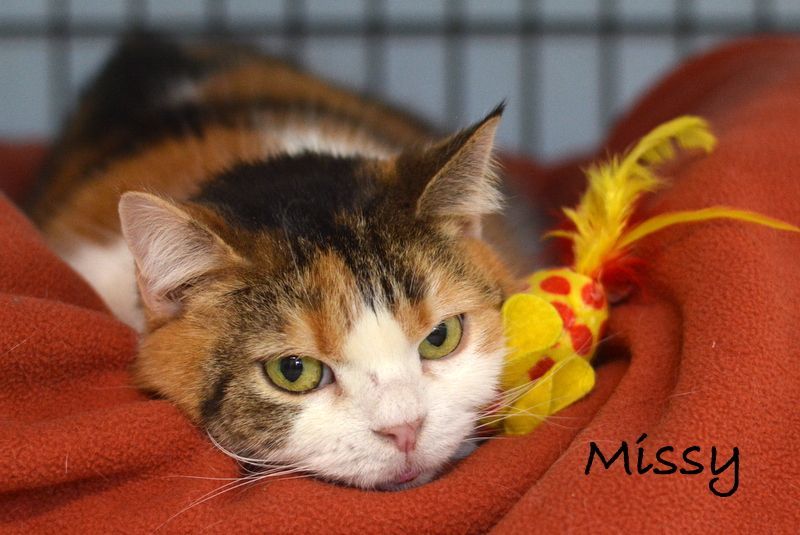 Missy, a Adoptable mixed breed in Carneys Point, NJ image 3/4