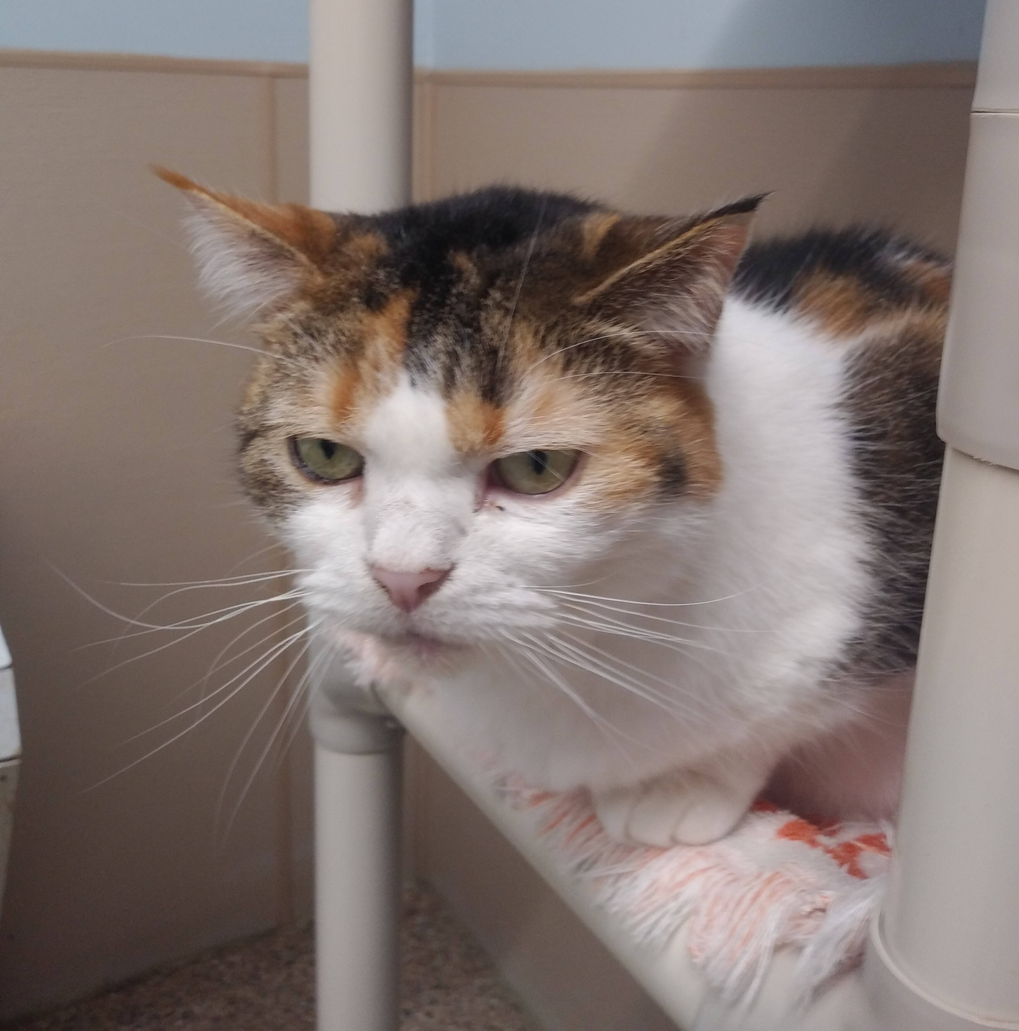 Missy, a Adoptable mixed breed in Carneys Point, NJ image 4/4