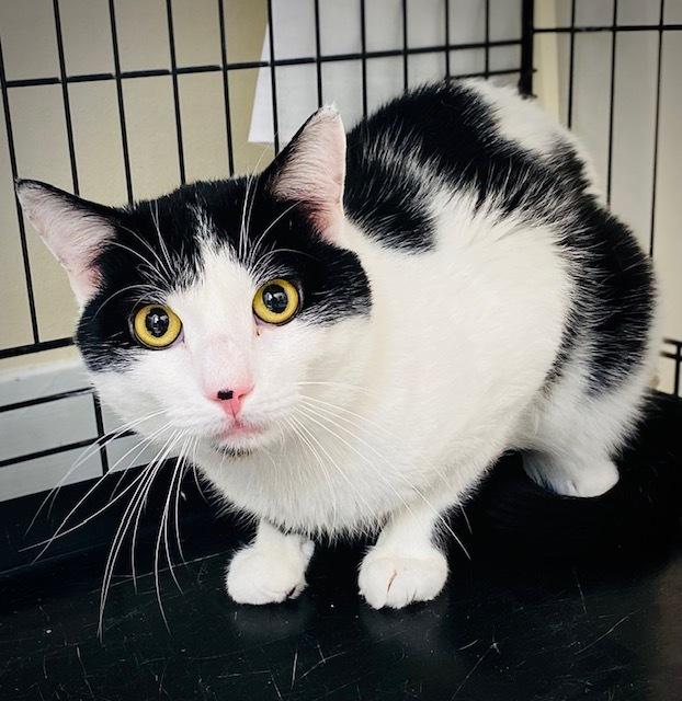 Zora, Adoptable, Adult Male Domestic Short Hair.