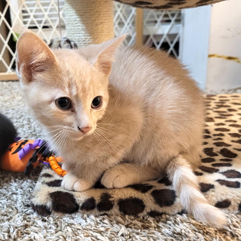 Finch, Adoptable, Kitten Male Domestic Short Hair.