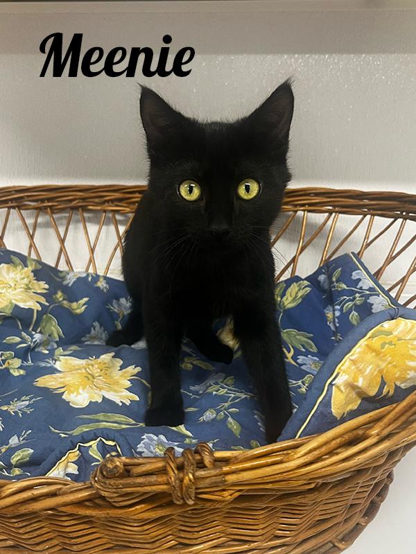Meenie