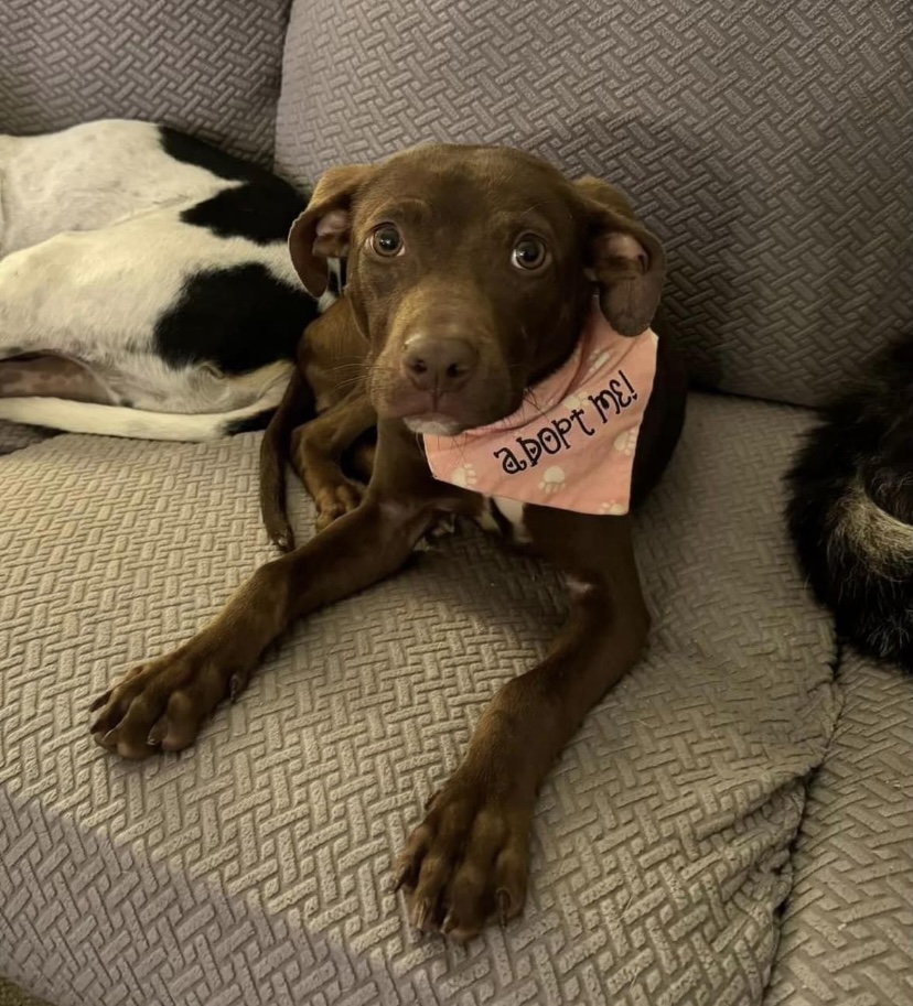 Dog for adoption Cocoa, a Chocolate Labrador Retriever & Terrier Mix