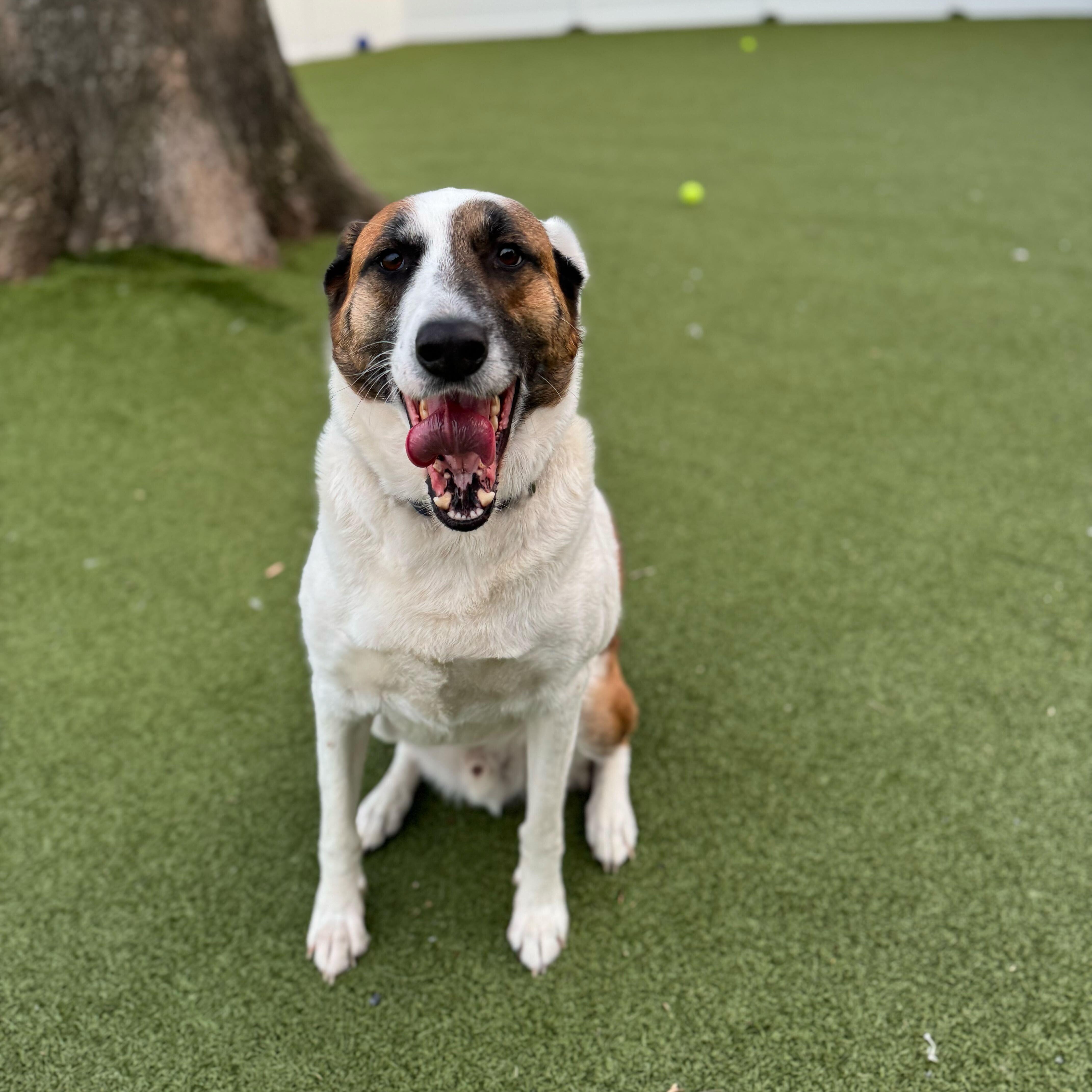 Enlarge Theo, a ADOPTABLE mixed breed in New Bedford, MA image 3/3