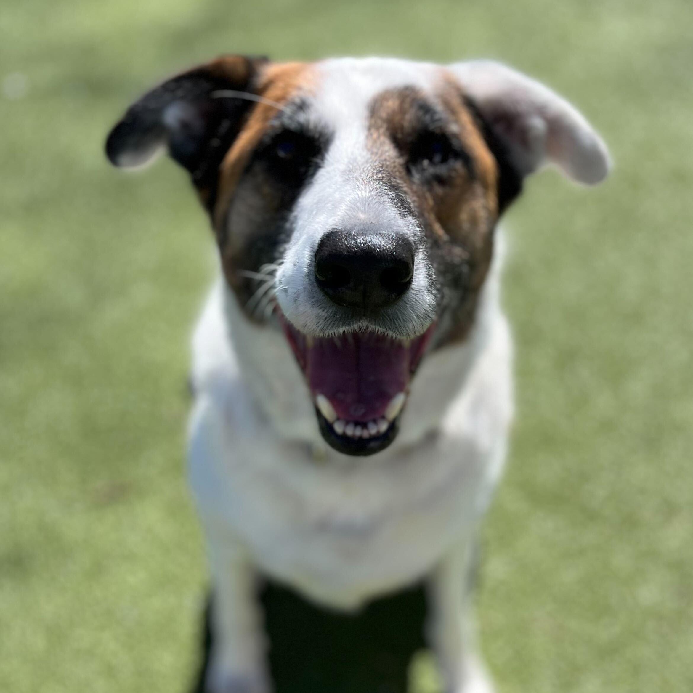Theo, ADOPTABLE, Young Male Shepherd.