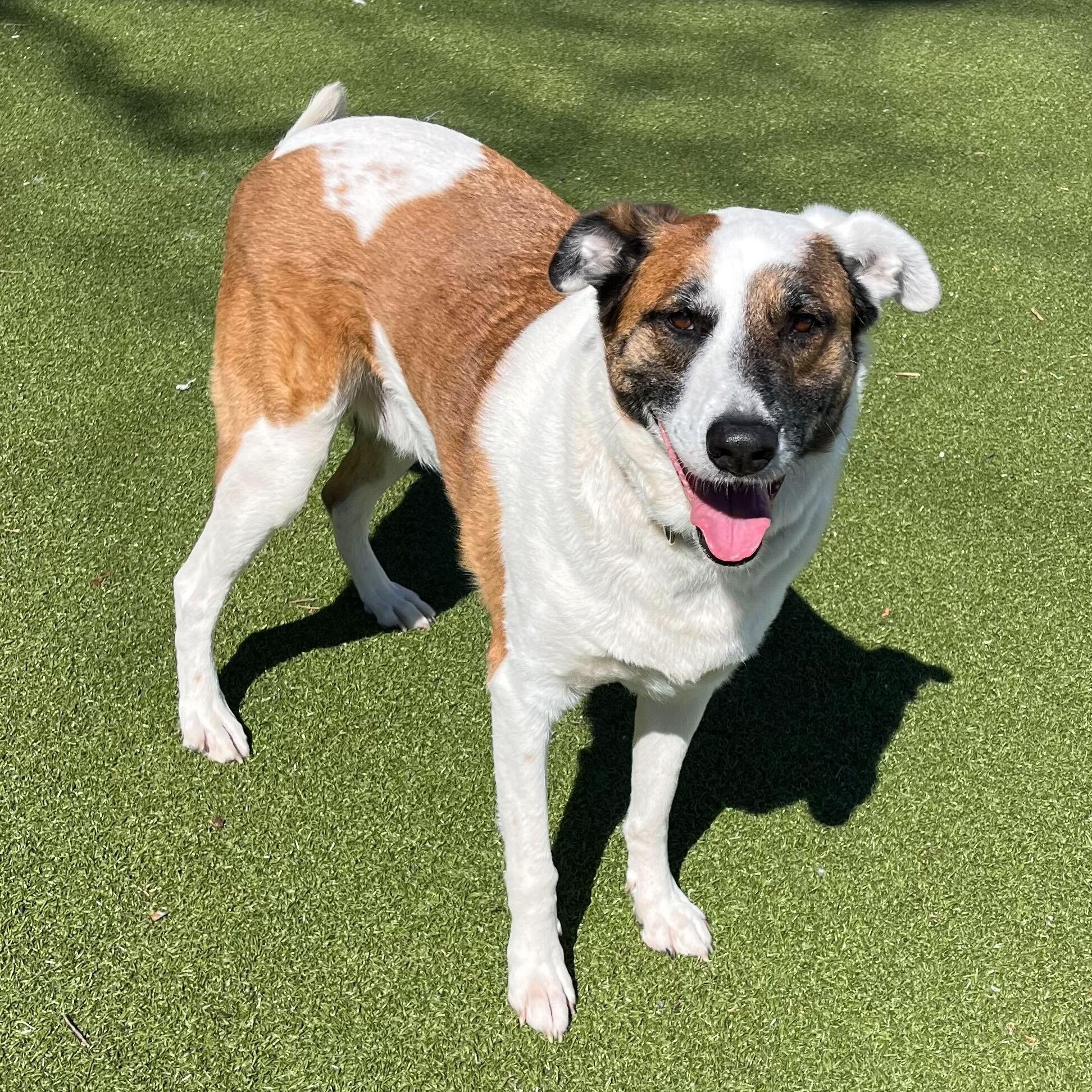 Enlarge Theo, a ADOPTABLE mixed breed in New Bedford, MA image 2/3