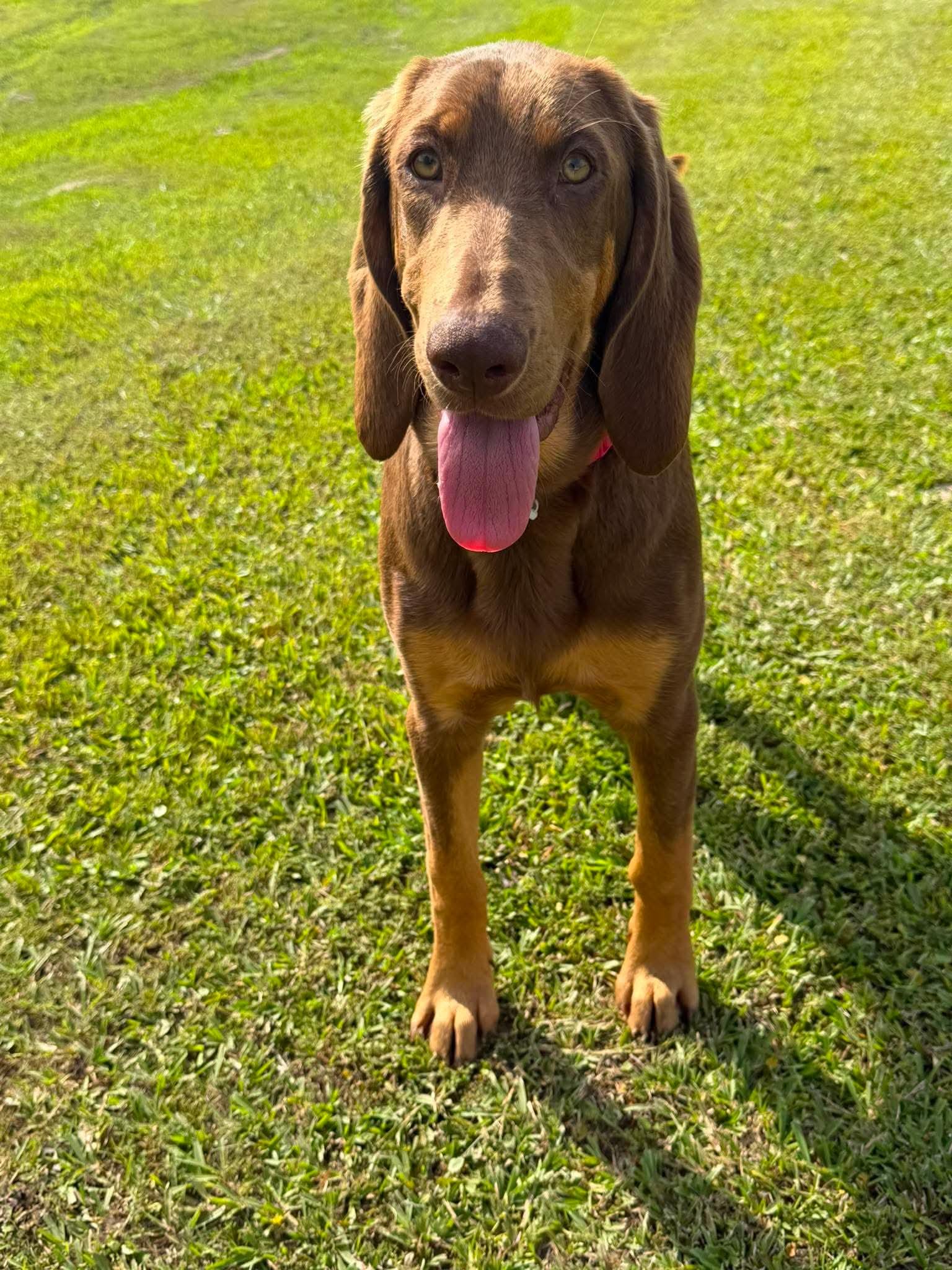 Enlarge Presley, an adopted Bloodhound in Walker, LA image 4/4