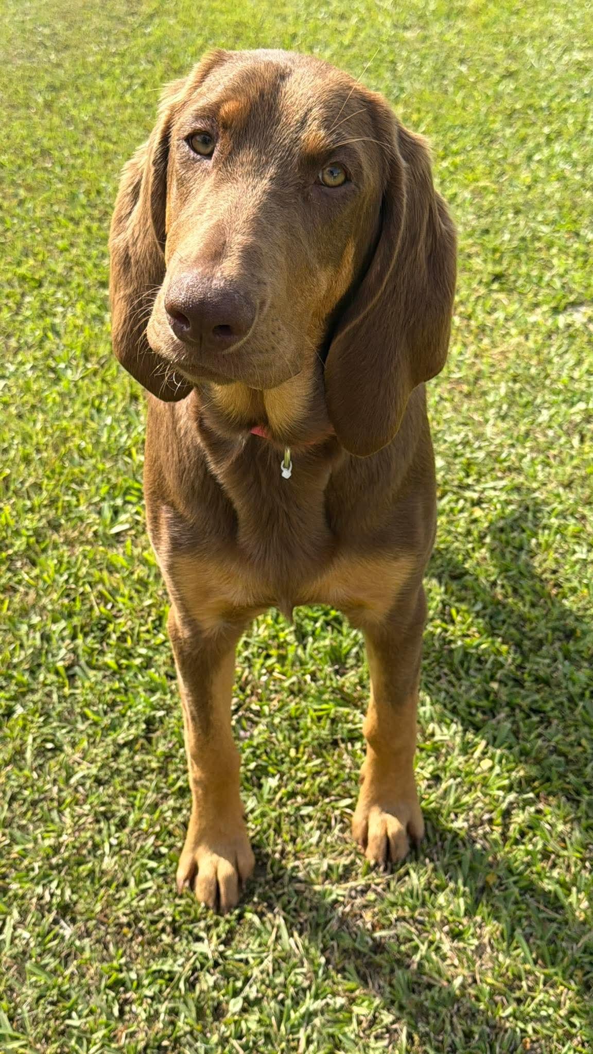 Presley, adopted, Young Female Bloodhound.