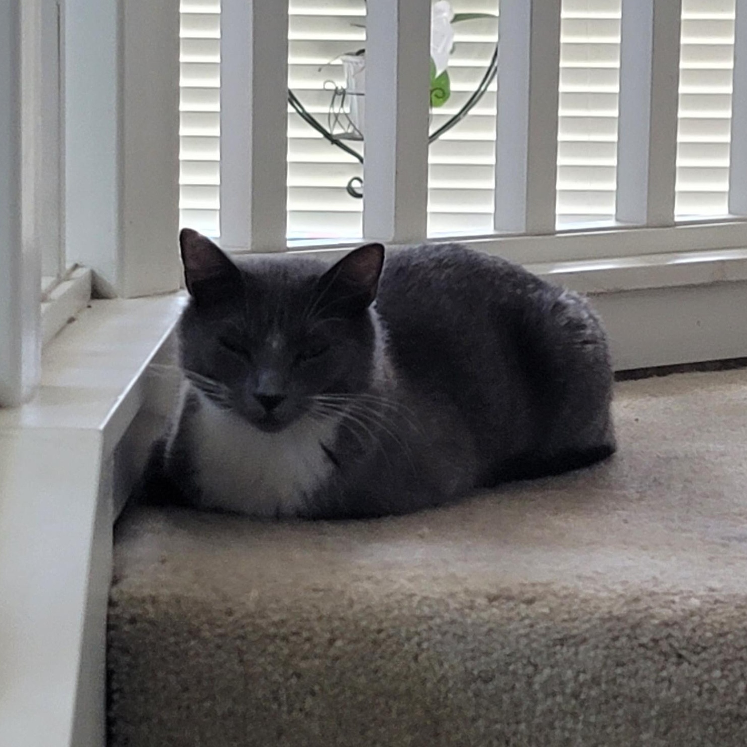 Enlarge Katie, a Adoptable Domestic Short Hair in Tracy, CA image 4/6