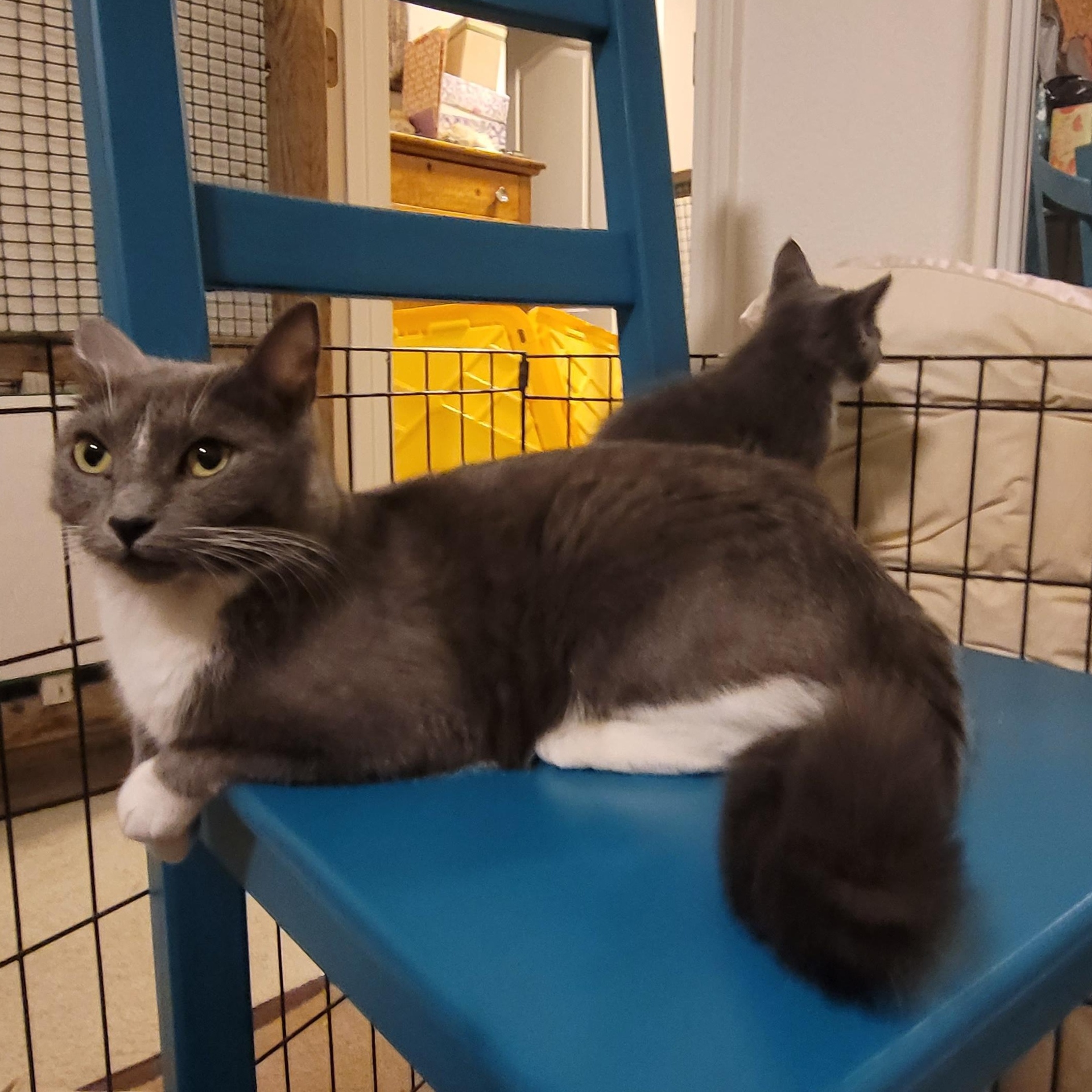 Enlarge Katie, a Adoptable Domestic Short Hair in Tracy, CA image 5/6