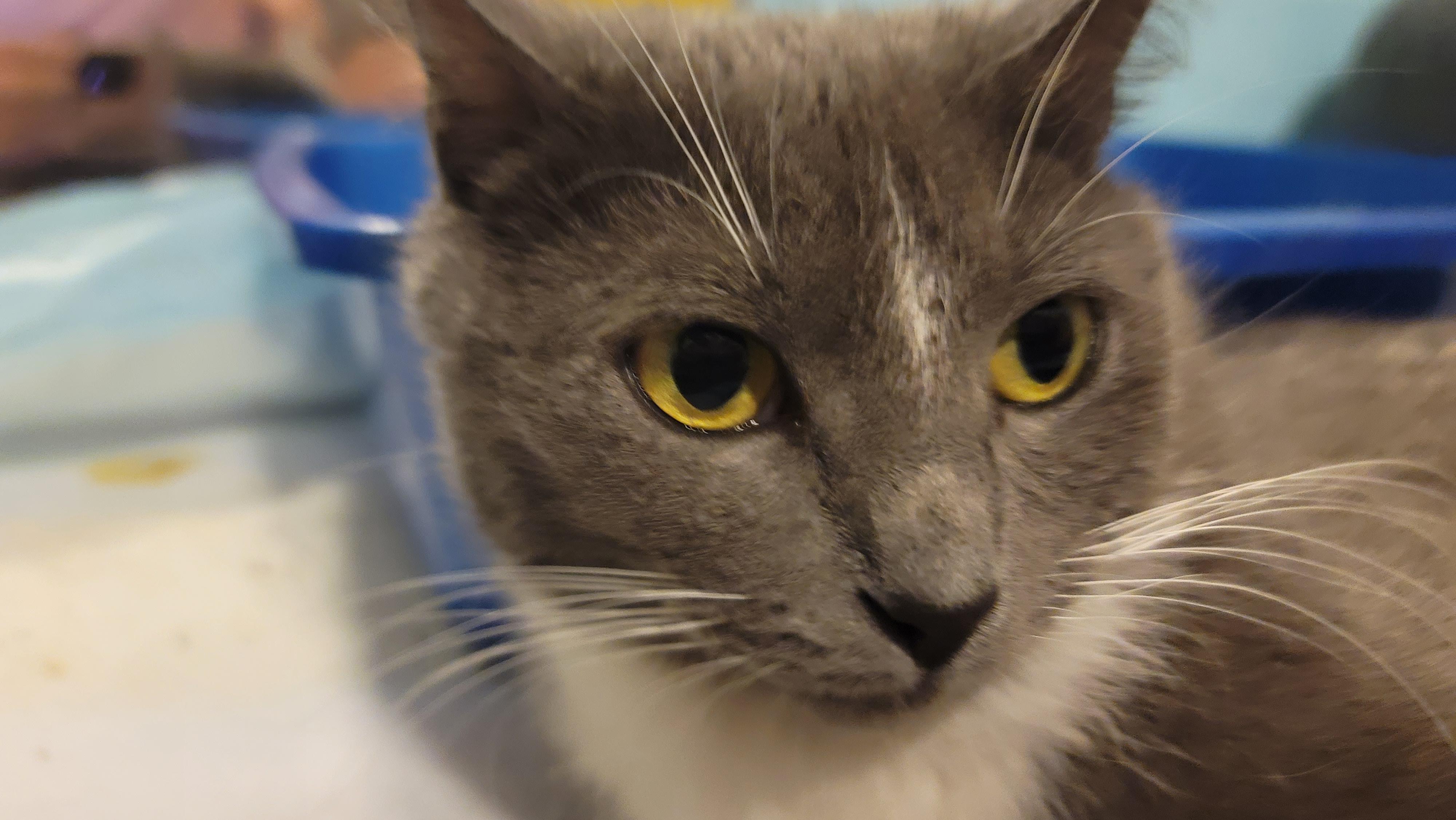 Enlarge Katie, a Adoptable Domestic Short Hair in Tracy, CA image 6/6