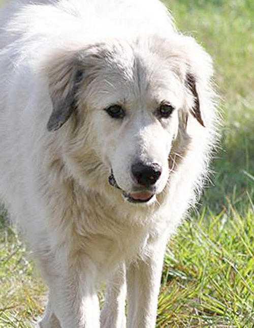 Enlarge Sandy, a Adopted Great Pyrenees in Nokomis, FL image 1/1