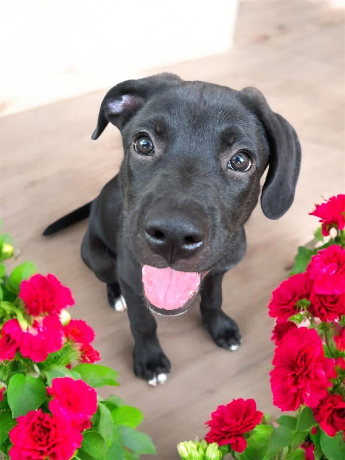 Cooper, Adoptable, Puppy Male Mixed Breed.