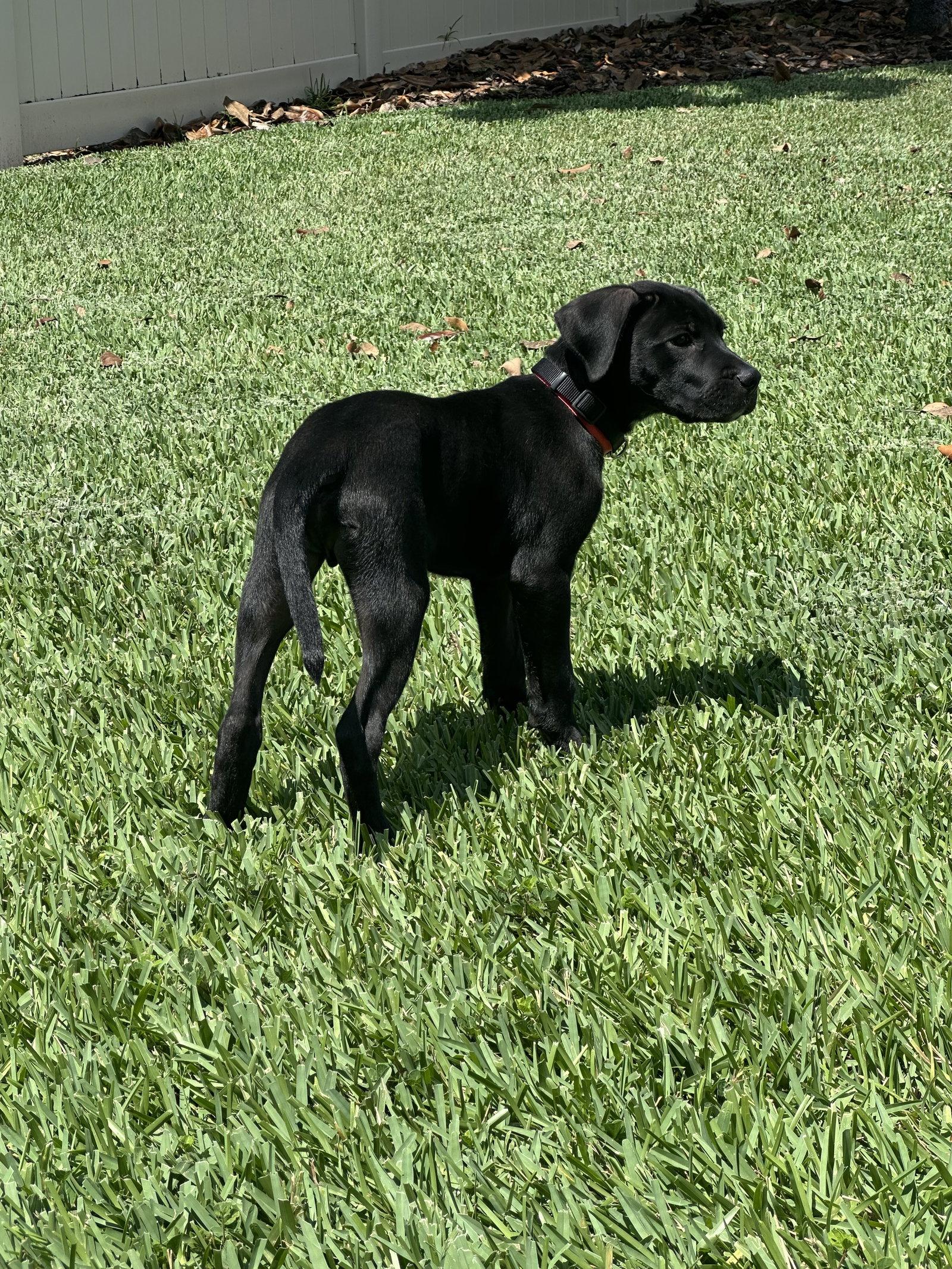 Cooper, a Adoptable Mixed Breed in Orlando, FL image 2/3