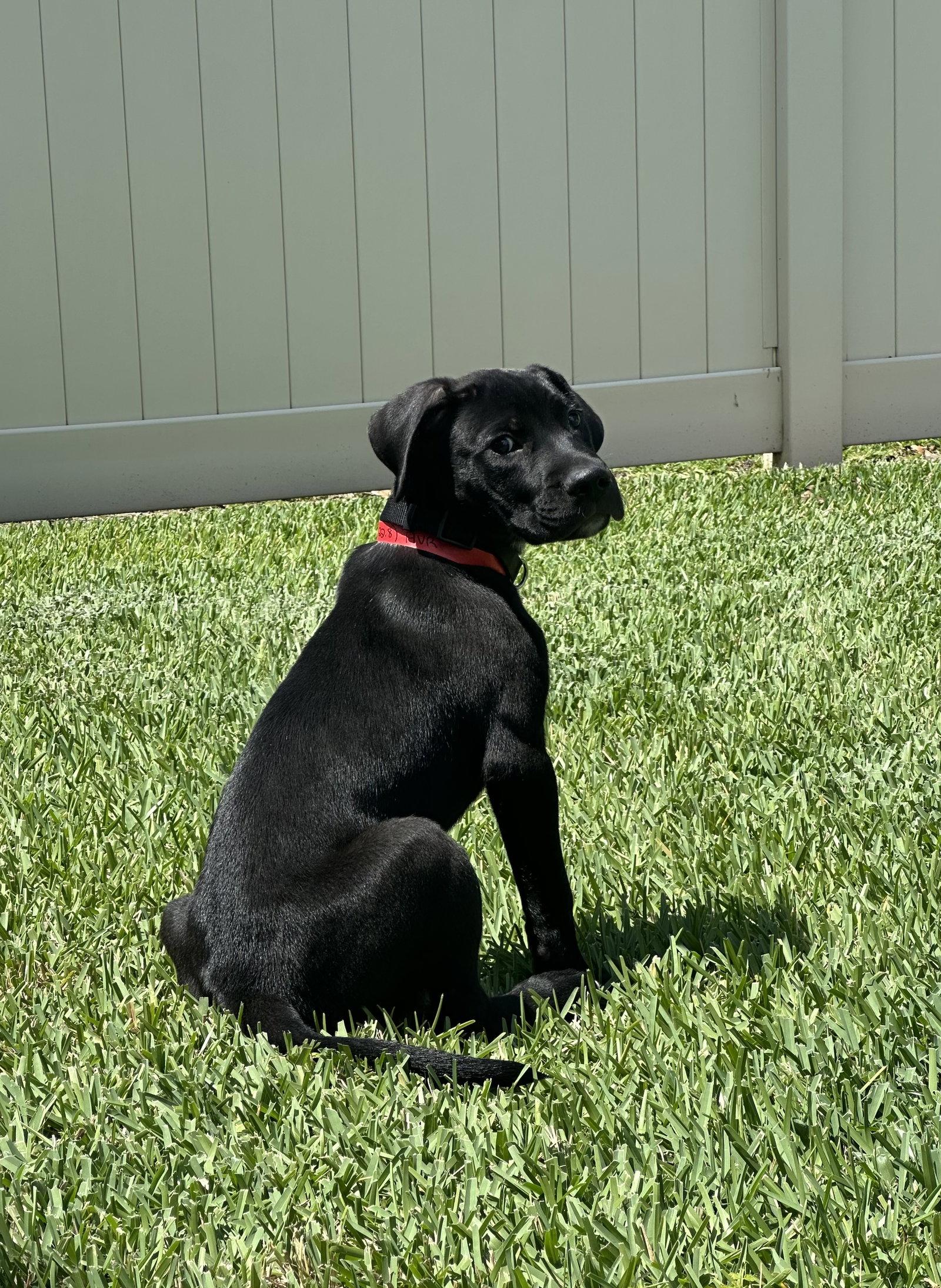 Cooper, a Adoptable Mixed Breed in Orlando, FL image 3/3