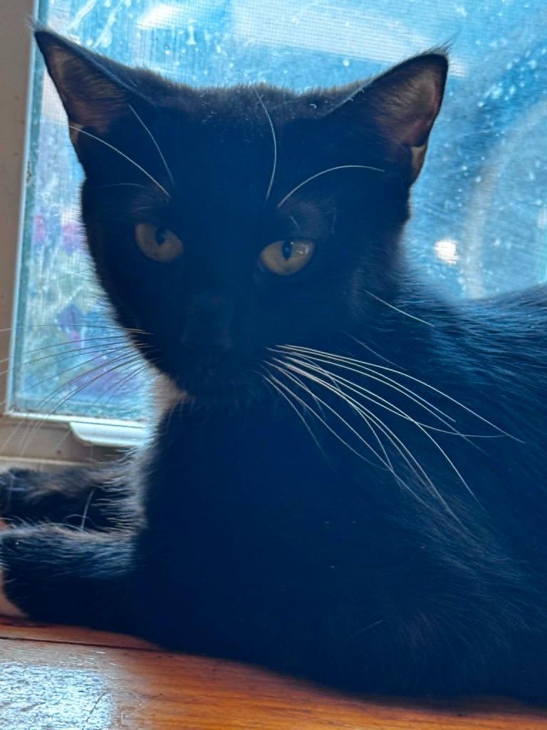 Enlarge Jerrico Ram, a Adoptable Domestic Short Hair in Gorham, ME image 1/1