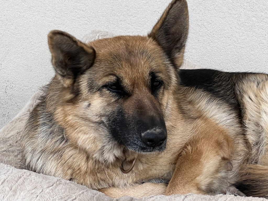 Enlarge Lulu, a Adoptable German Shepherd Dog in Pleasant Grove, CA image 1/4
