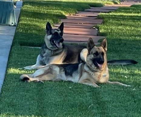 Enlarge Lulu, a Adoptable German Shepherd Dog in Pleasant Grove, CA image 2/4
