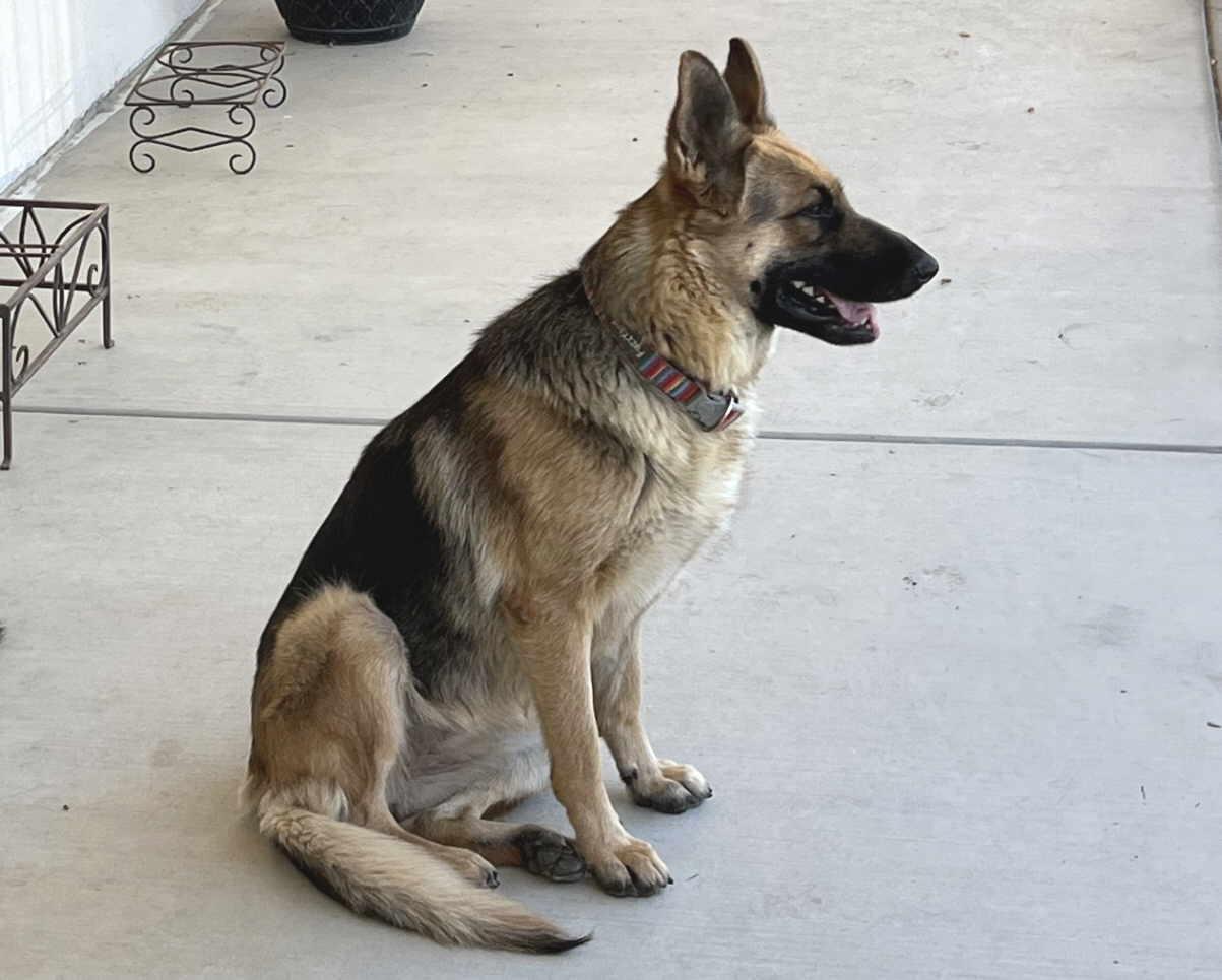 Enlarge Lulu, a Adoptable German Shepherd Dog in Pleasant Grove, CA image 3/4