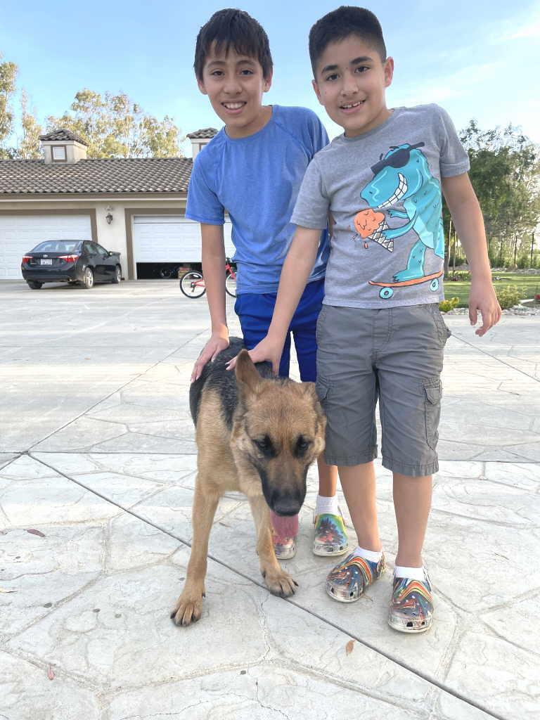 Enlarge Lulu, a Adoptable German Shepherd Dog in Pleasant Grove, CA image 4/4