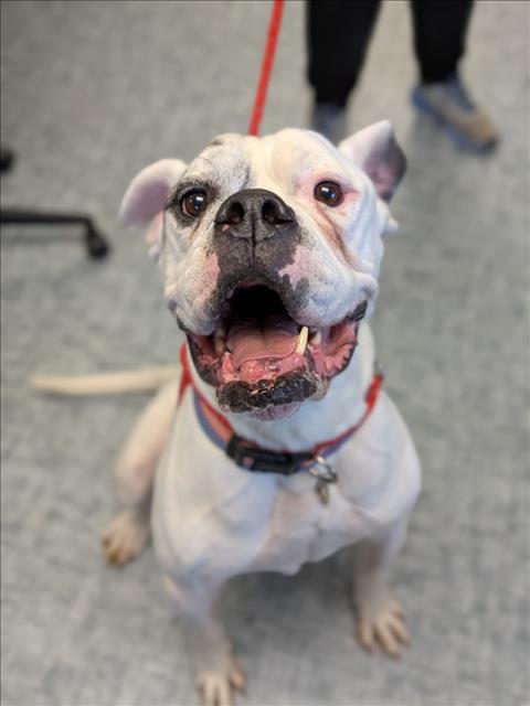 Enlarge MOTO MOTO, a Adoptable American Bulldog in Loveland, CO image 1/1